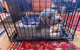 Mixed Breed dogs for sale: Beautiful Dorkie pups - Advert 1