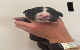 Mixed Breed dogs for sale: Labernese x Bernese mountain dog puppies  - Image 30