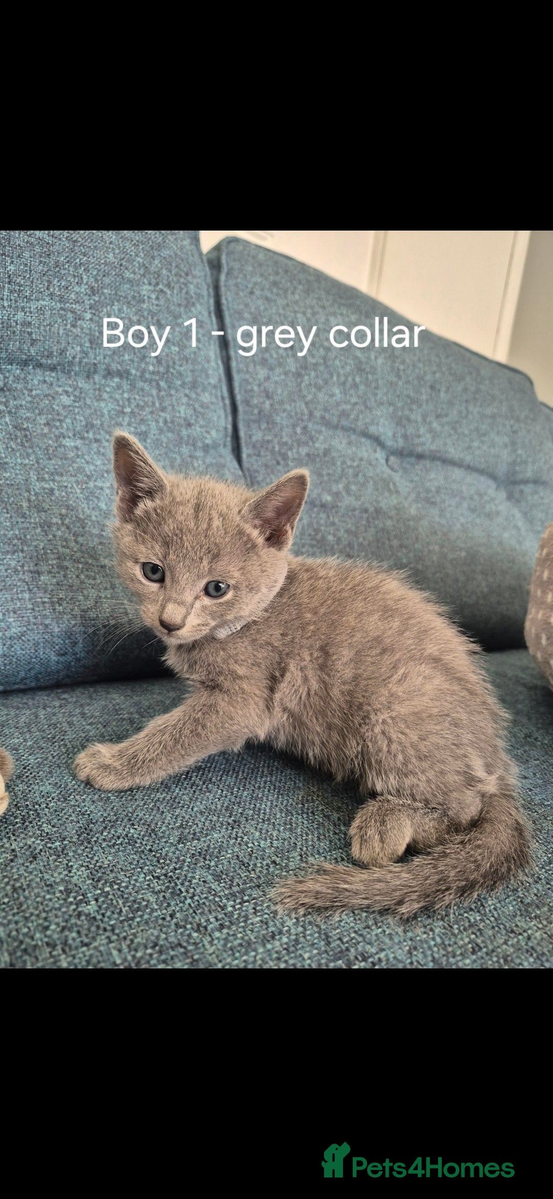 Russian Blue cats 4 Russian Blue Kittens - Advert 1