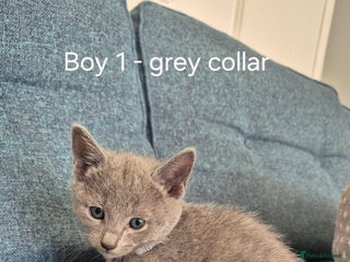 Russian Blue cats 4 Russian Blue Kittens - Advert 1