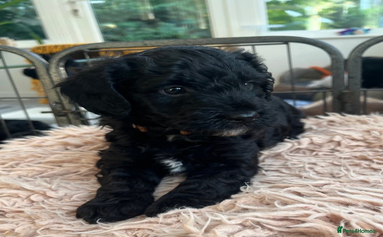 Bordoodle dogs for sale in Ringwood - Advert 1