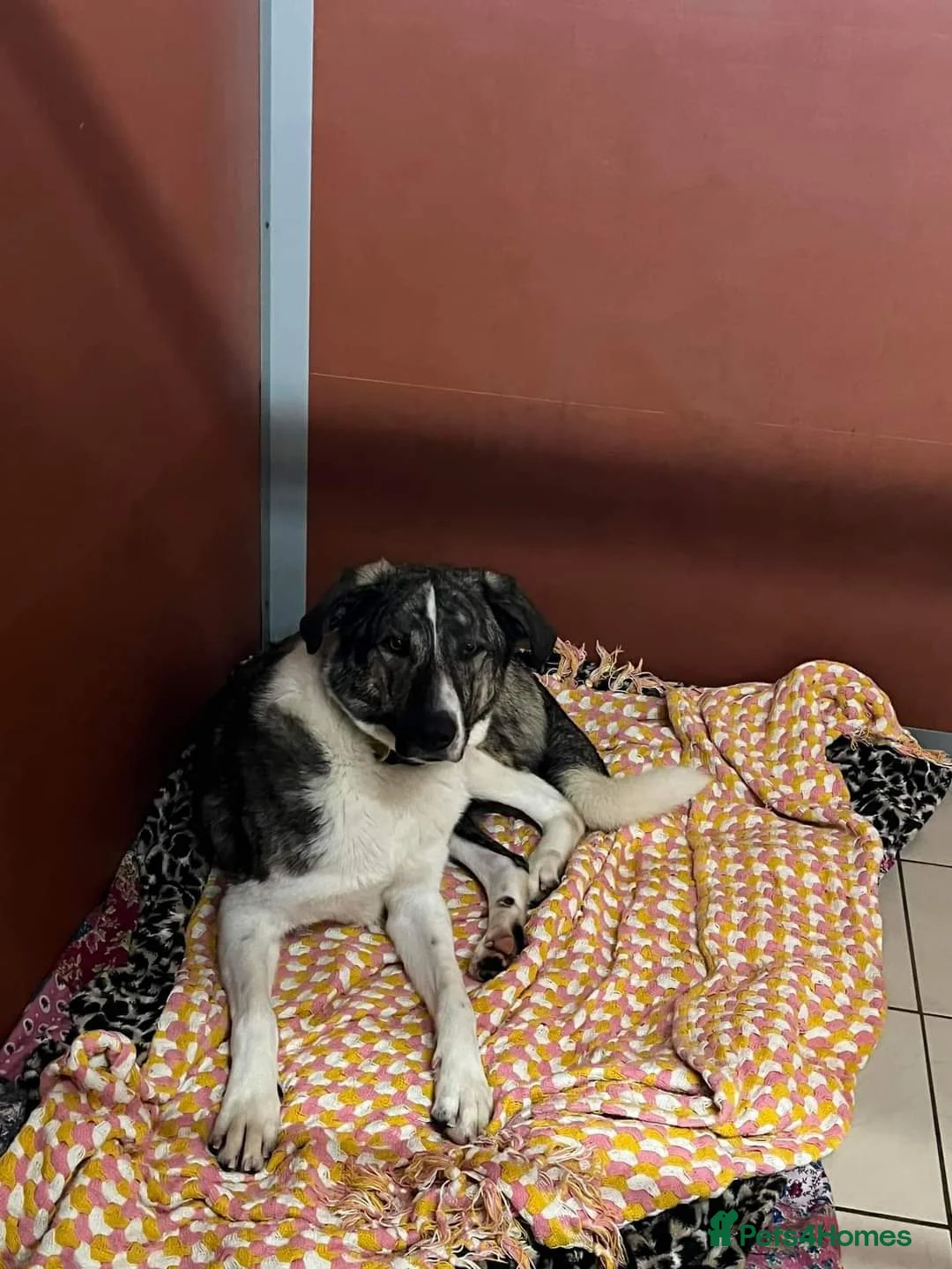 Mixed Breed dogs for adoption: Meet Kane, currently residing in Cheshire  in Nantwich - Advert 3