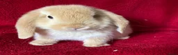 Mini Lop rabbits for sale: Beautiful Pure Mini Lop Rabbits  - Advert 6