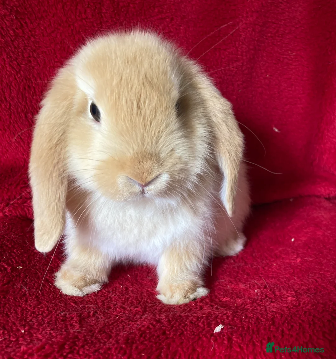 Mini Lop rabbits for sale: Beautiful Pure Mini Lop Rabbits  - Advert 6