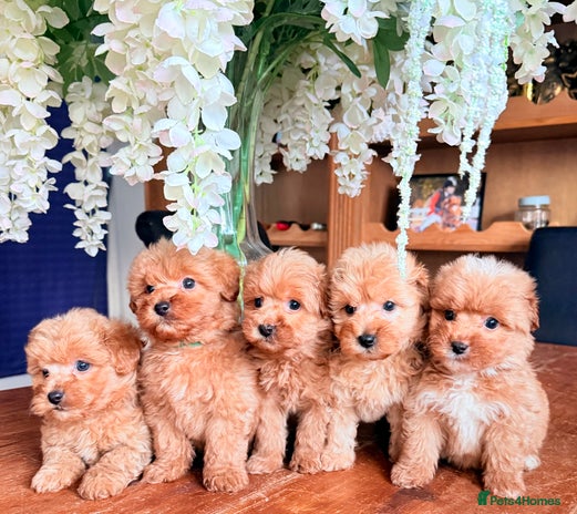 Cairn Terrier dogs - Advert 1