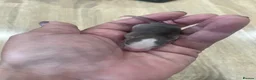 Rat rodents for sale: Baby Dumbo Rats - Advert 21