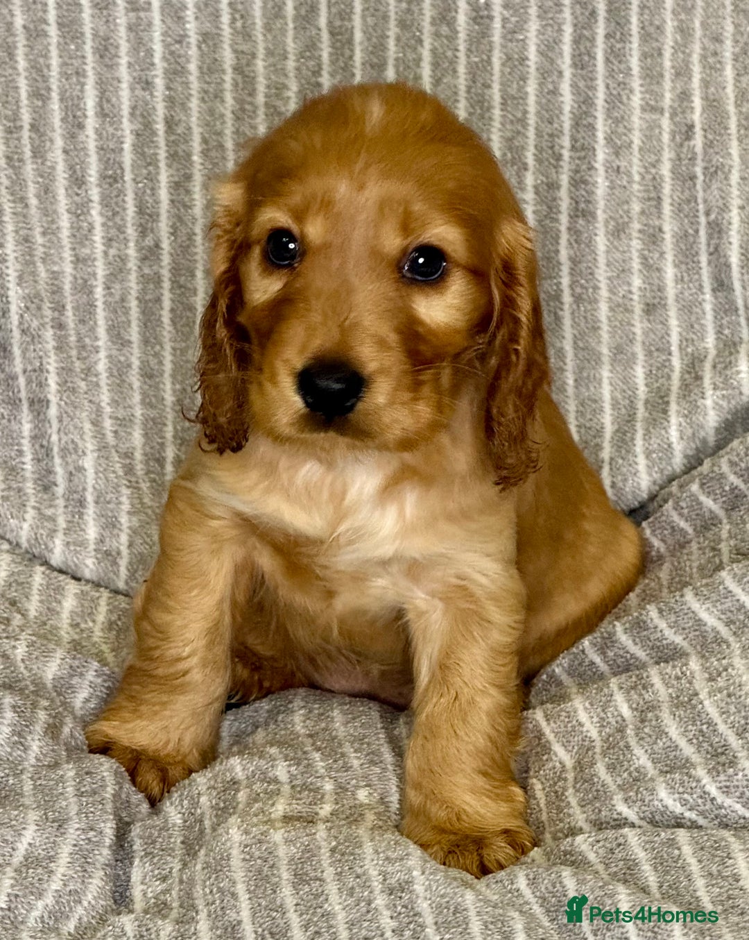 Cocker Spaniel dogs for sale: 🐶 Cocker Spaniel Puppies Ready Soon! 🏡 - Advert 3