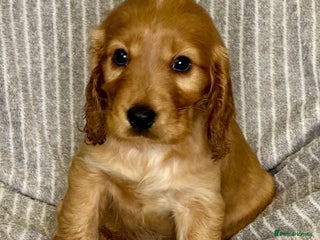 Cocker Spaniel dogs 🐶 Cocker Spaniel Puppies Ready Soon! 🏡 - Advert 11