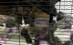 British Longhair cats for sale: Grey cute British Longhair male  - Image 12