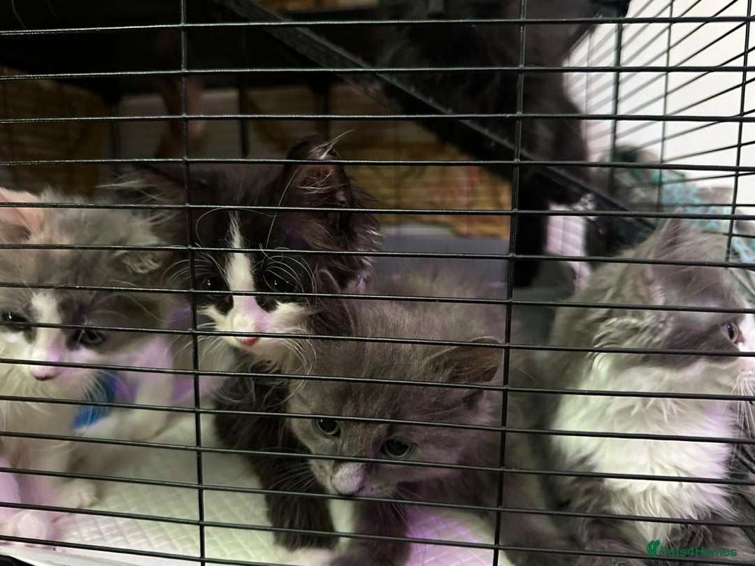 British Longhair cats for sale: Grey cute British Longhair male  - Image 12