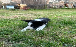 Border Collie dogs for sale: BORDER COLLIE PUPS 1 BOY LEF - Image 9
