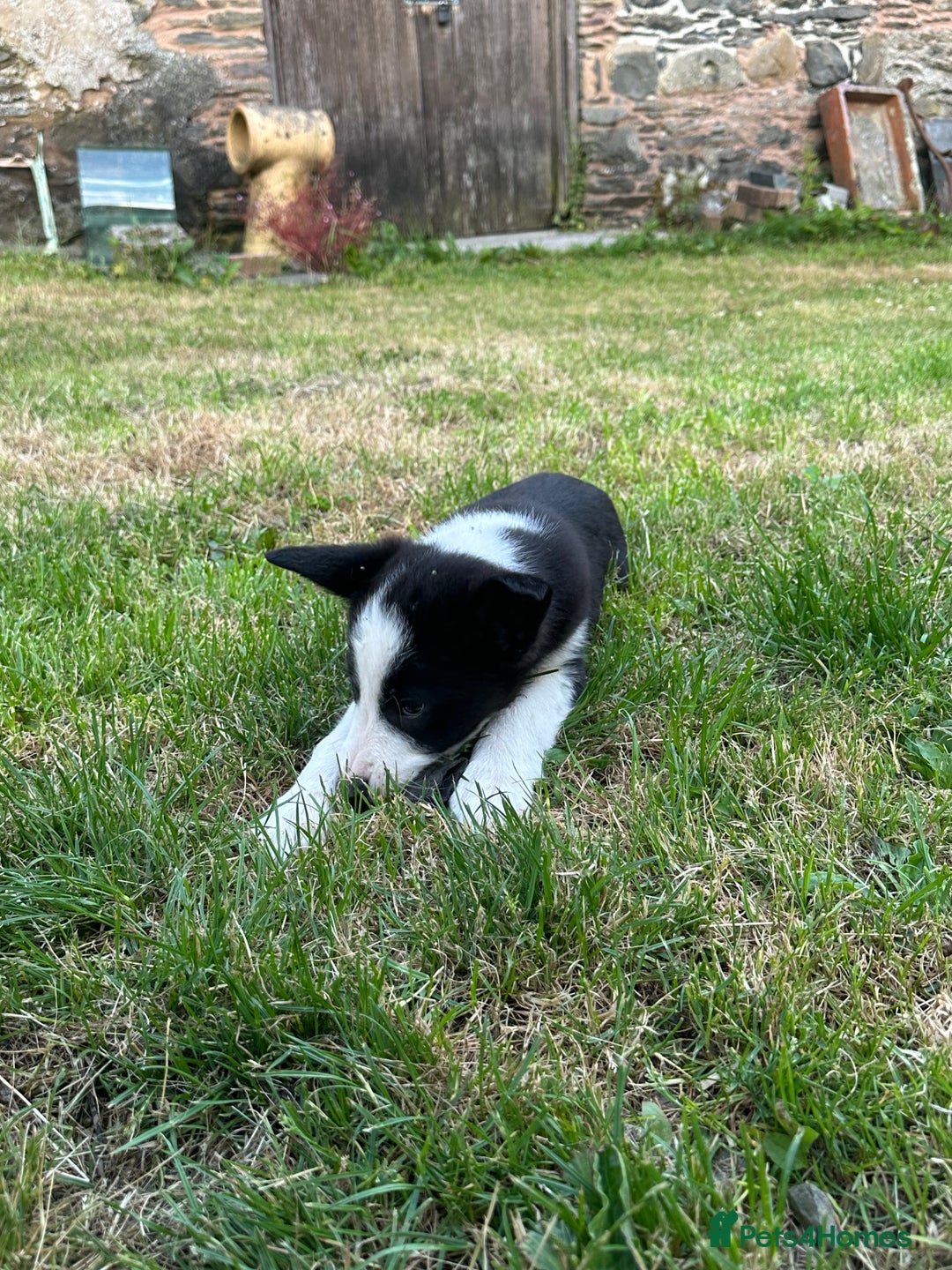 Border Collie dogs for sale: BORDER COLLIE PUPS 1 BOY LEF - Image 9