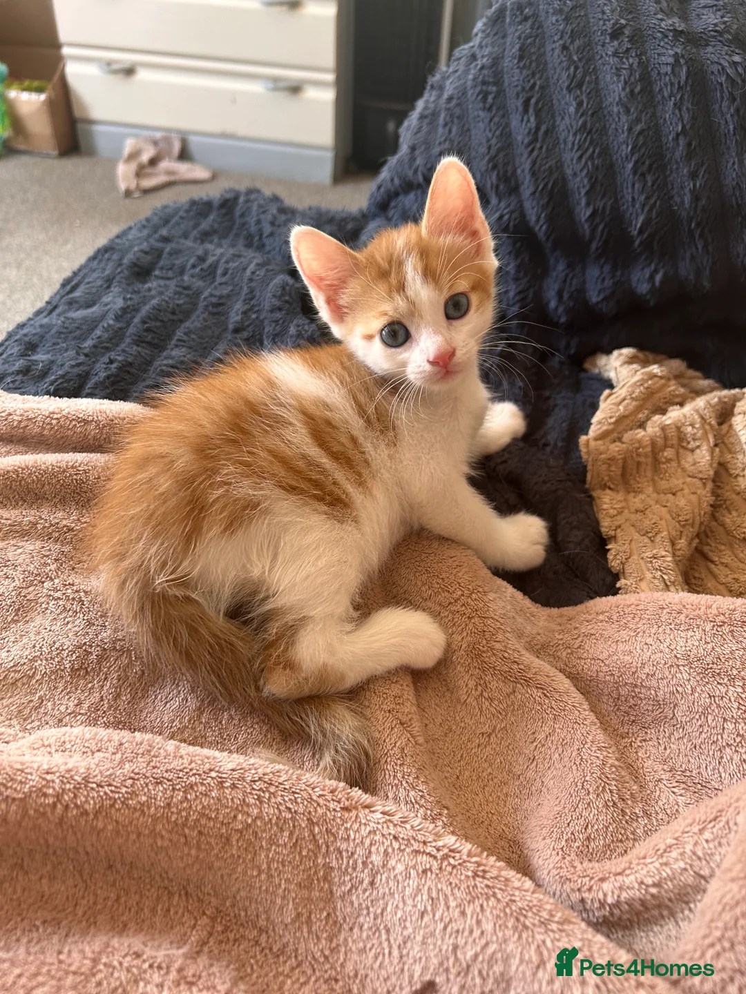 Mixed Breed cats for sale: Beautiful Mixed Boys  - Advert 9