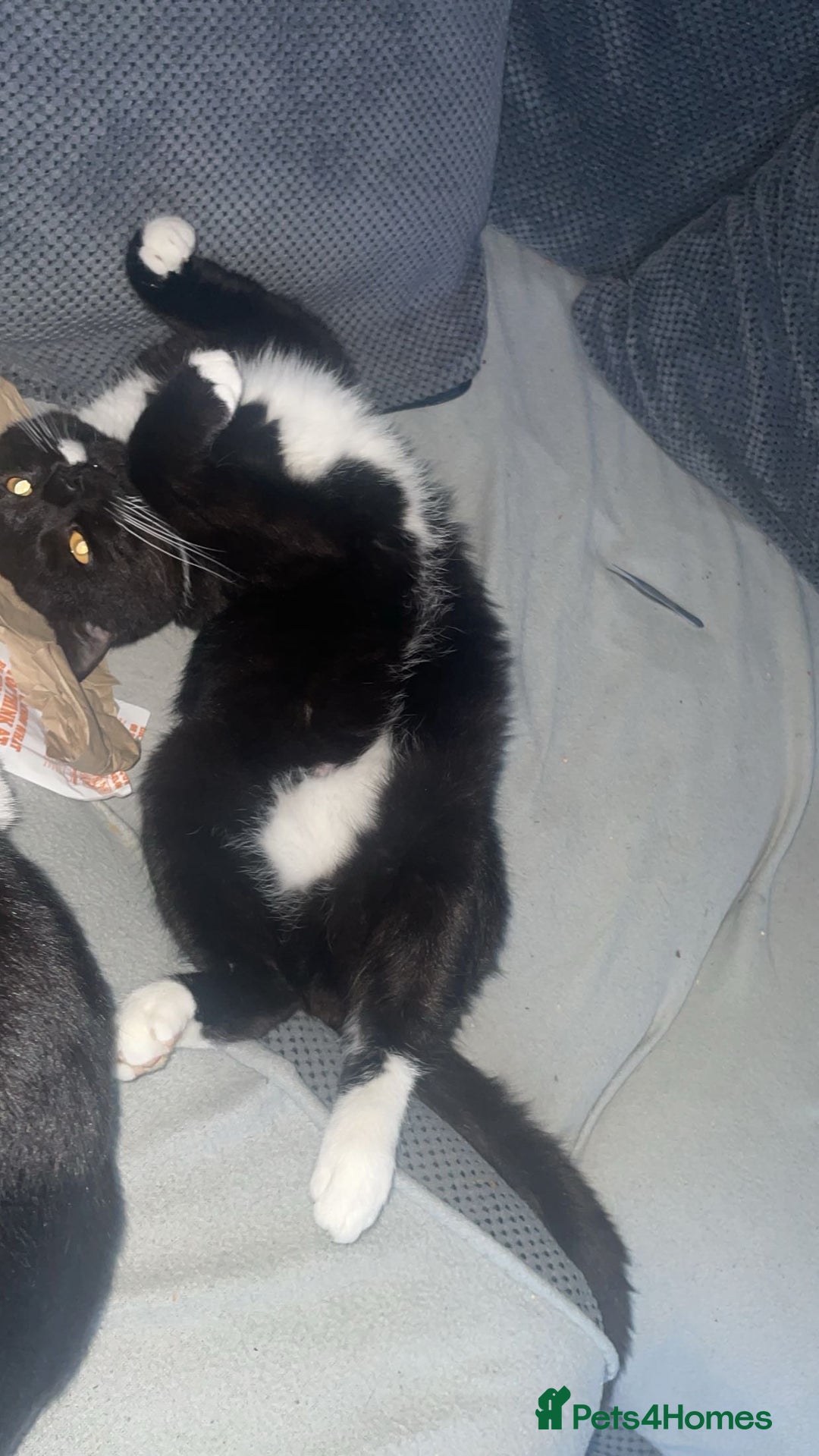 British Longhair cats for sale: Male cat  - Advert 2