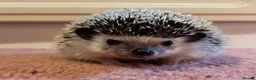 Pygmy Hedgehog rodents for sale: Female African Pygmy hedgehog for sale  - Advert 2
