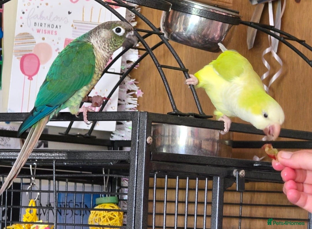 Parrots birds for sale: Conure and Quaker parrots - Image 2