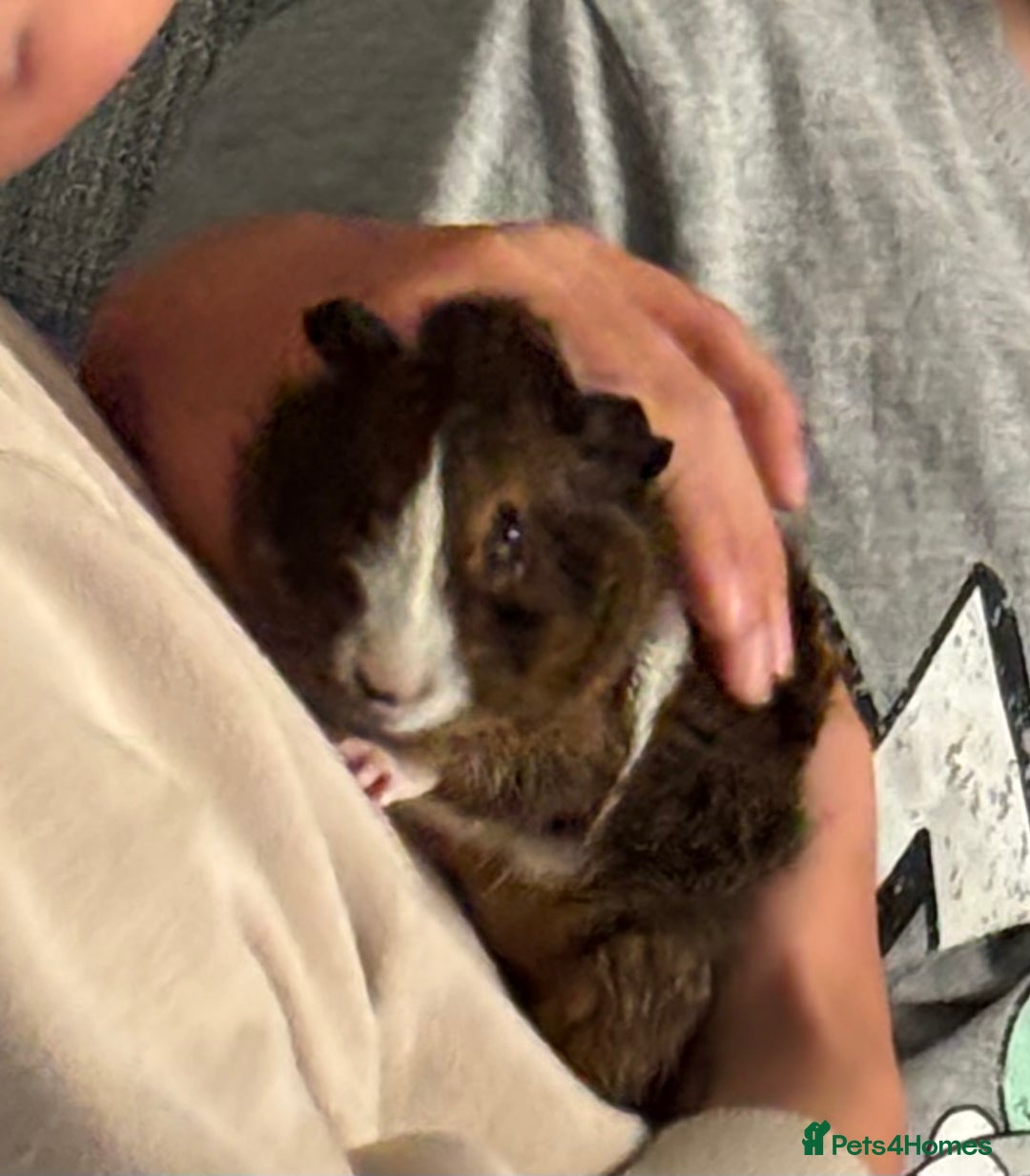 Guinea Pig rodents for sale: Alfie - Male Guinea Pig - Advert 7