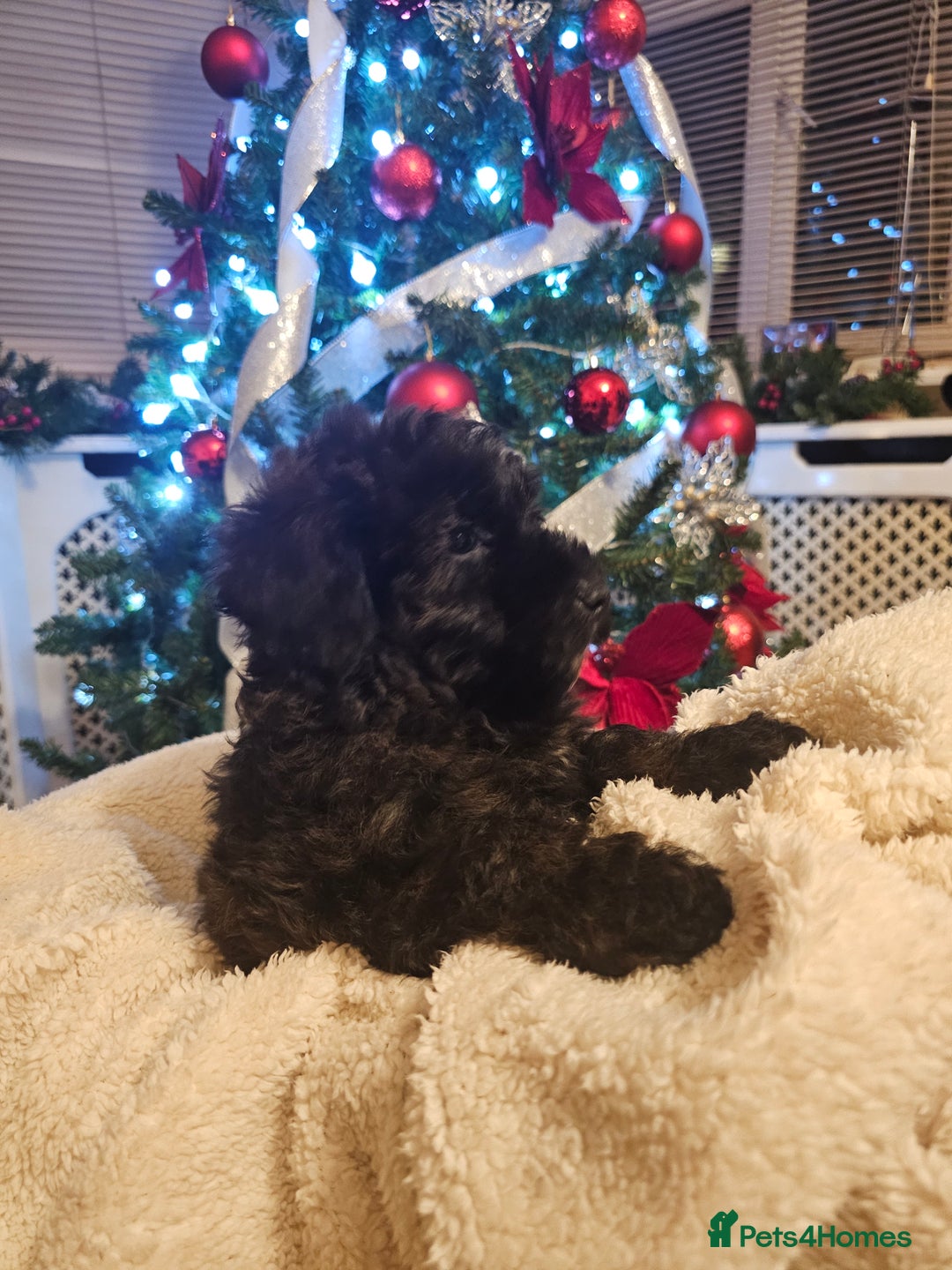 Cockapoo dogs for sale: Cockerpoo puppies - Advert 1