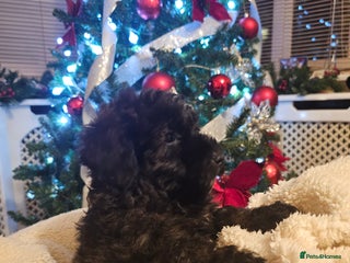 Cockapoo dogs Cockerpoo puppies - Advert 1