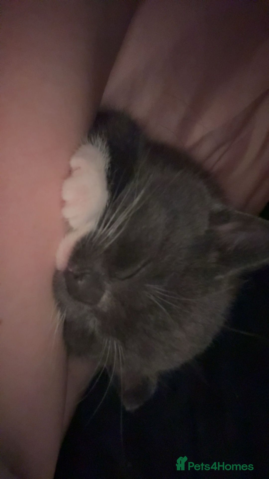 Mixed Breed cats for sale: Last grey kitten - Advert 4