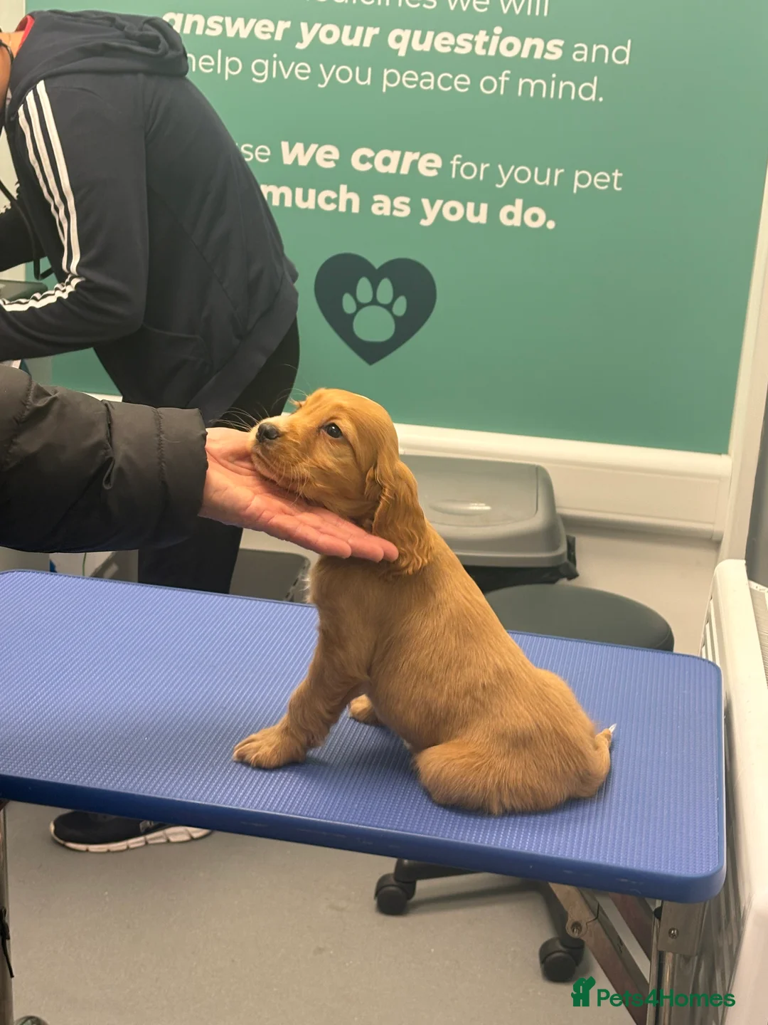 Cocker Spaniel dogs for sale: Stunning red cocker spaniels  - Advert 5