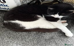 Mixed Breed cats for sale: Oreo FREE - Image 3