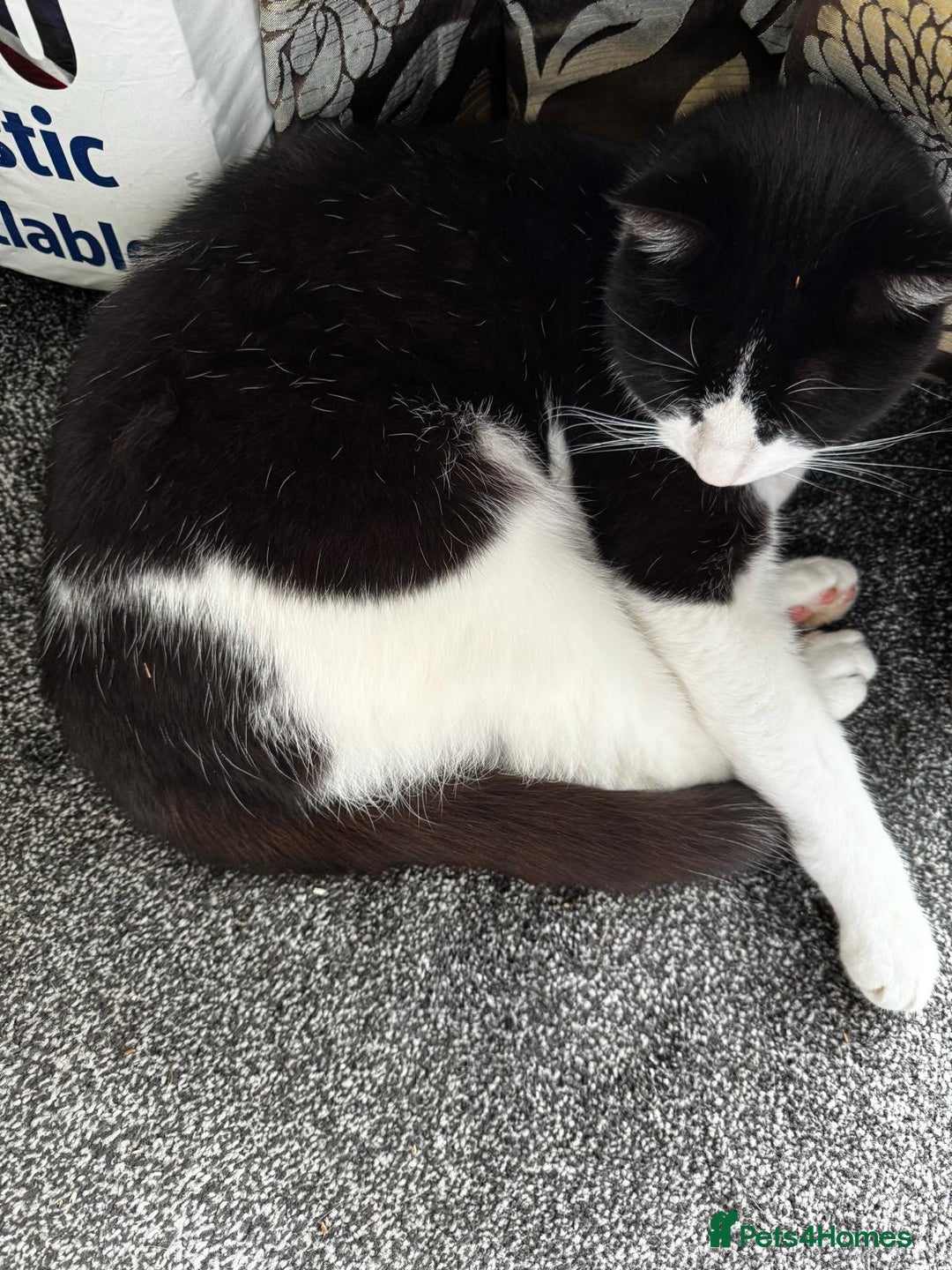 Mixed Breed cats for sale: Oreo FREE - Image 3