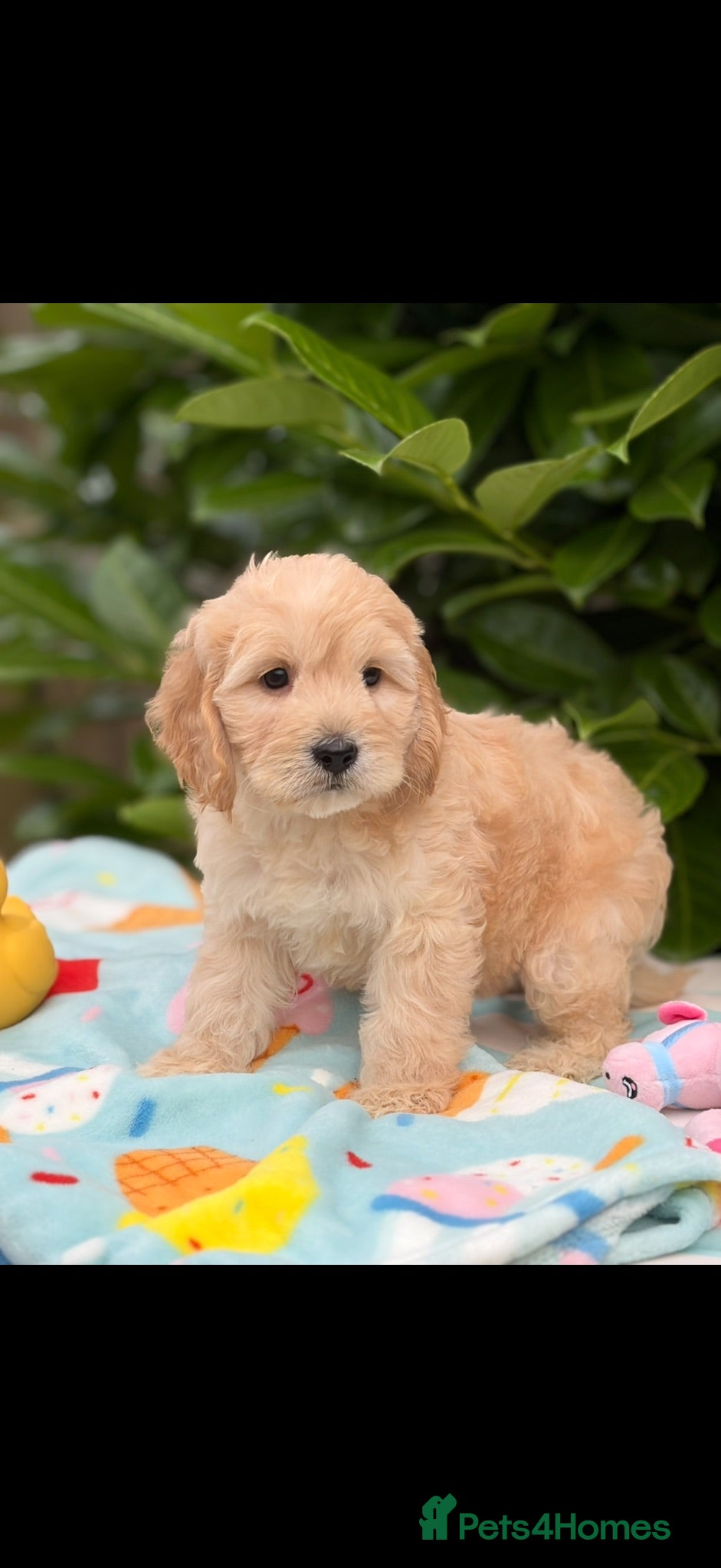 Cockapoo dogs 🌸 READY NOW TOY F1 COCKERPOOS 🌸 - Advert 2