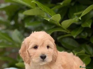Cockapoo dogs 🌸 READY NOW TOY F1 COCKERPOOS 🌸 - Advert 1
