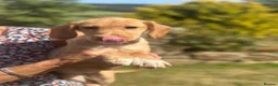 Cockerdor dogs for sale: Adorable Cocker Spaniel x Labrador - Advert 5