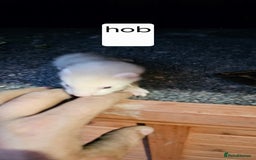 Ferret rodents for sale: Gill and hobs kit for sale  - Image 11