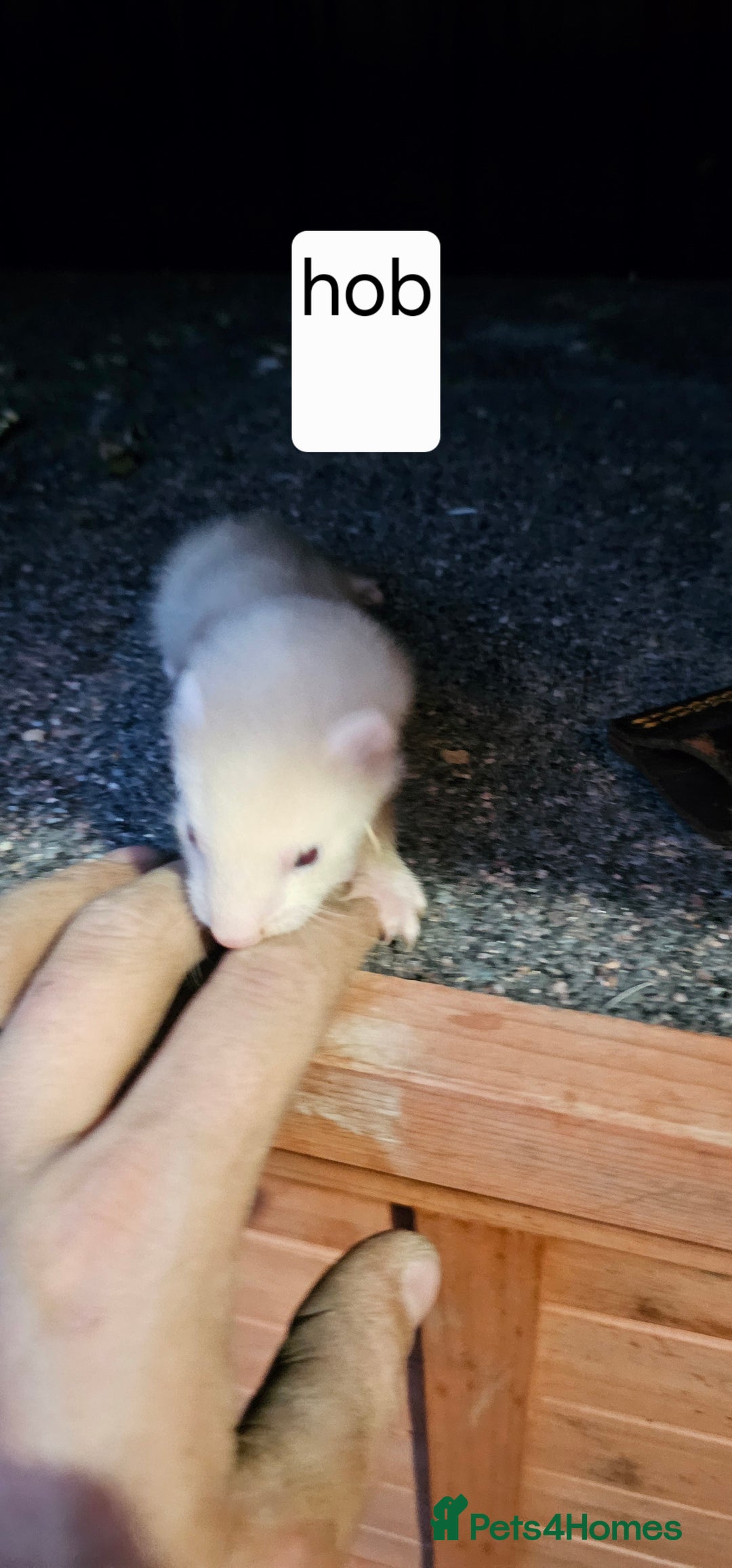 Ferret rodents for sale: Gill and hobs kit for sale  - Image 11