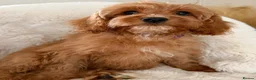 Cavapoo dogs for sale: Cavapoo Puppies in Sunderland - Advert 11