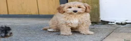 Cavapoochon dogs for sale: Beautiful Cavapoochon puppies for sale - Advert 27