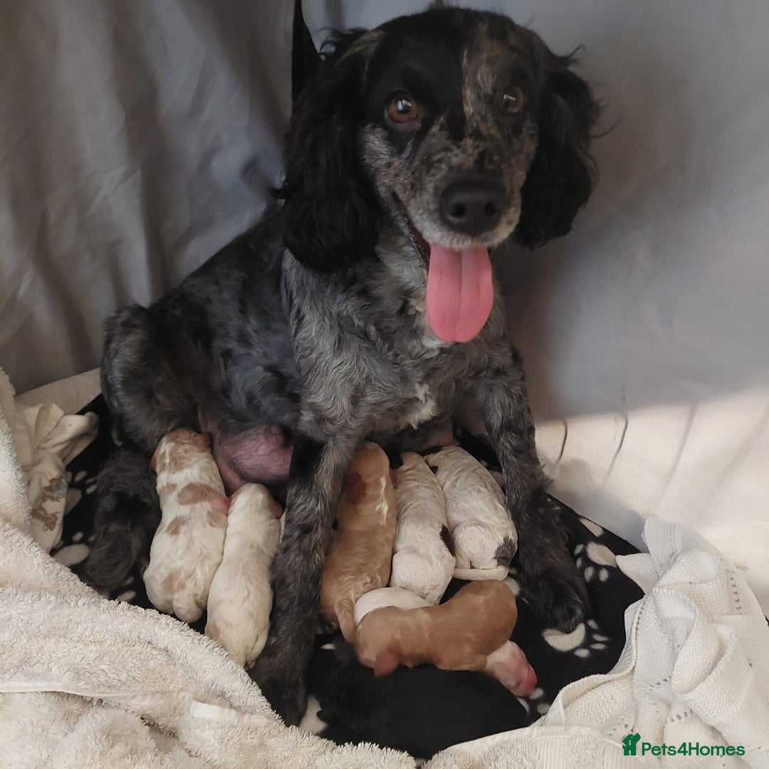 Cockapoo dogs for sale: Wonderful colours & markings cockapoo pups  - Image 2