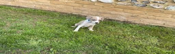 Italian Greyhound dogs for sale: Royal kennel club registered  - Advert 13