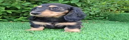 Dachshund dogs for sale: Stunning Long Coat Miniature Dachshund - Advert 12
