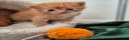 Mixed Breed cats for sale: Beautiful Playful Ginger & Tri-Colour Kittens 🐾 - Advert 31