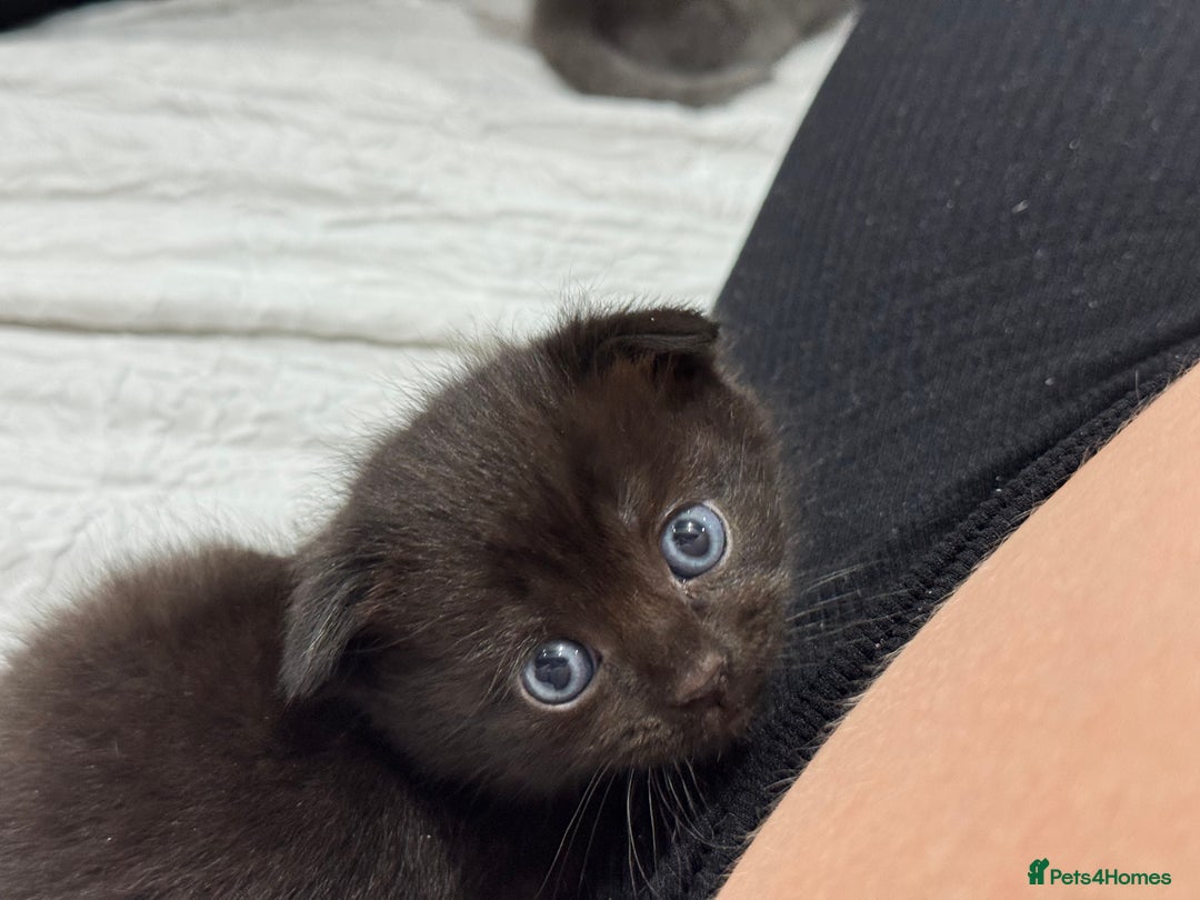 British Shorthair cats for sale: Kittens for sale - Image 5