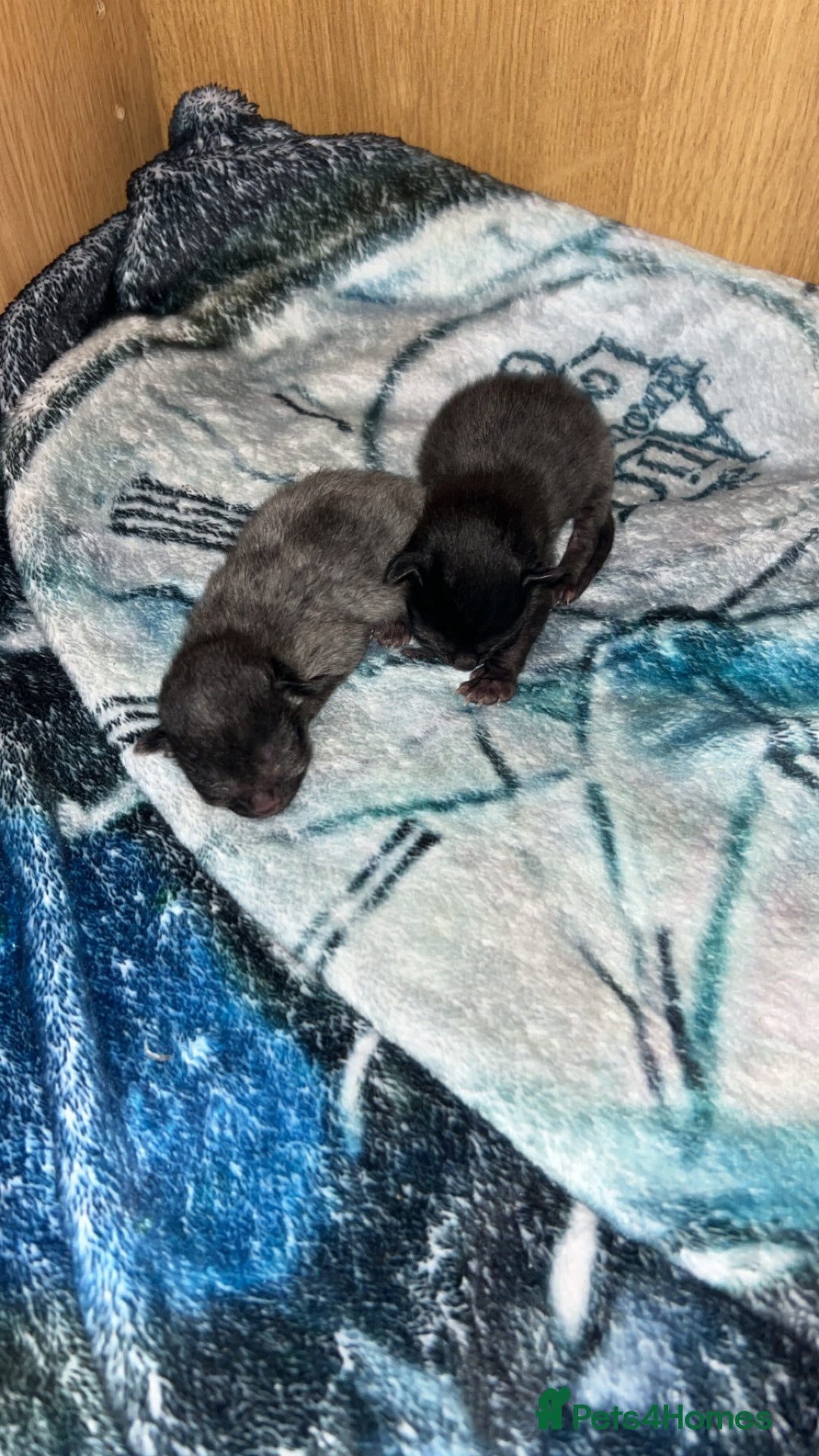 British Longhair cats for sale: Two beautiful kittens  - Image 1