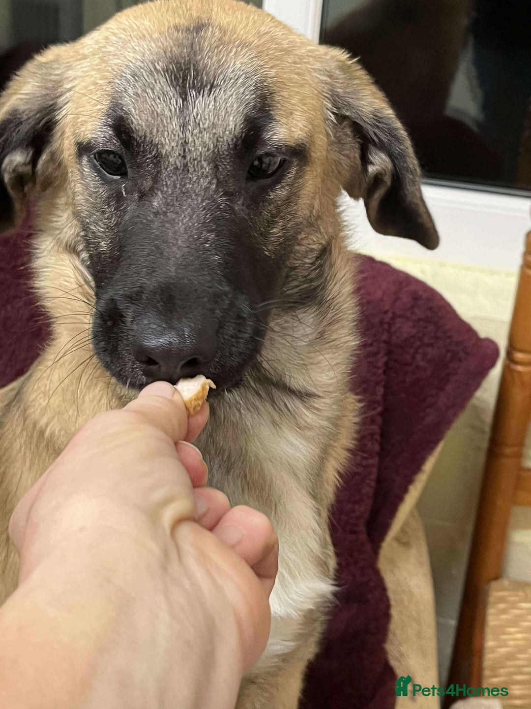 Mixed Breed dogs for adoption: MUFFIN - Advert 2