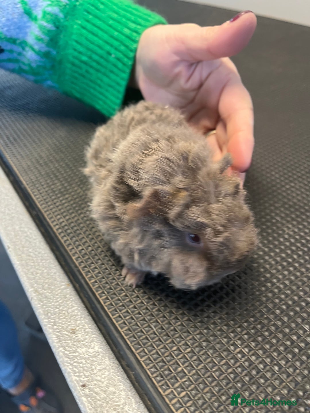 Guinea Pig rodents for sale: Pure bred guinea pigs looking for new homes - Advert 4