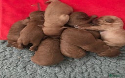 Cavapoo dogs for sale:  Cavapoo F1 Red Boys , Visits start this weekend  - Image 7