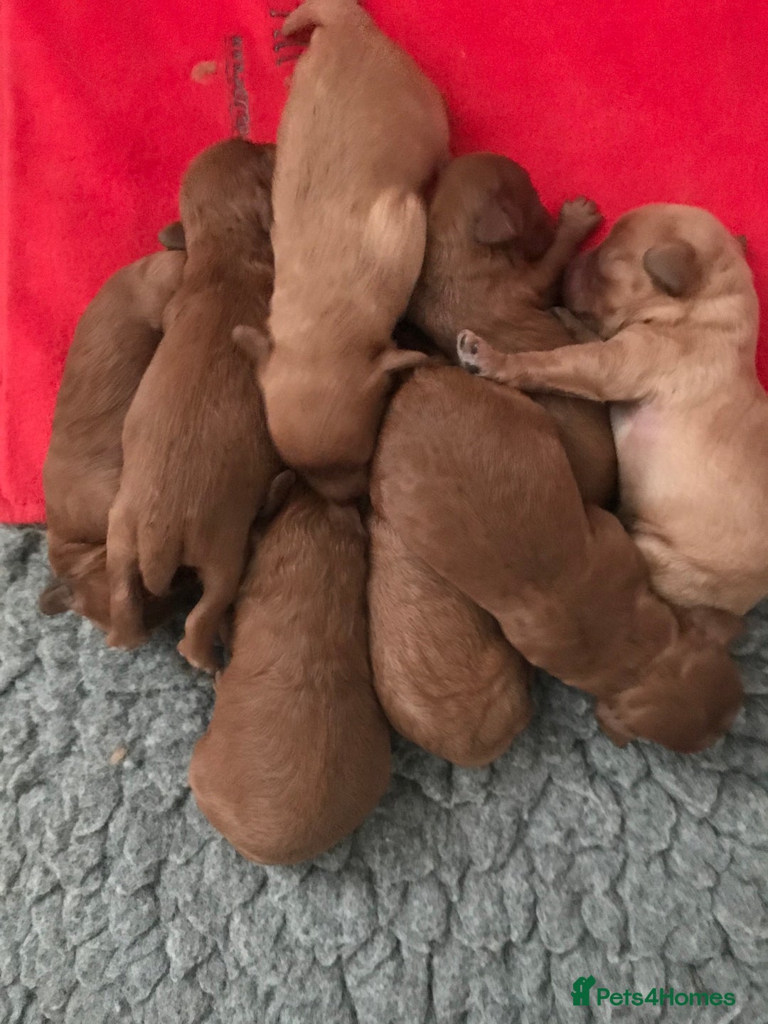 Cavapoo dogs for sale:  Cavapoo F1 Red Boys , Visits start this weekend  - Image 7