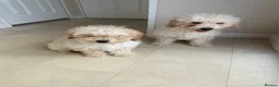 Miniature Poodle dogs for sale: Two beautiful miniature poodles  - Advert 10