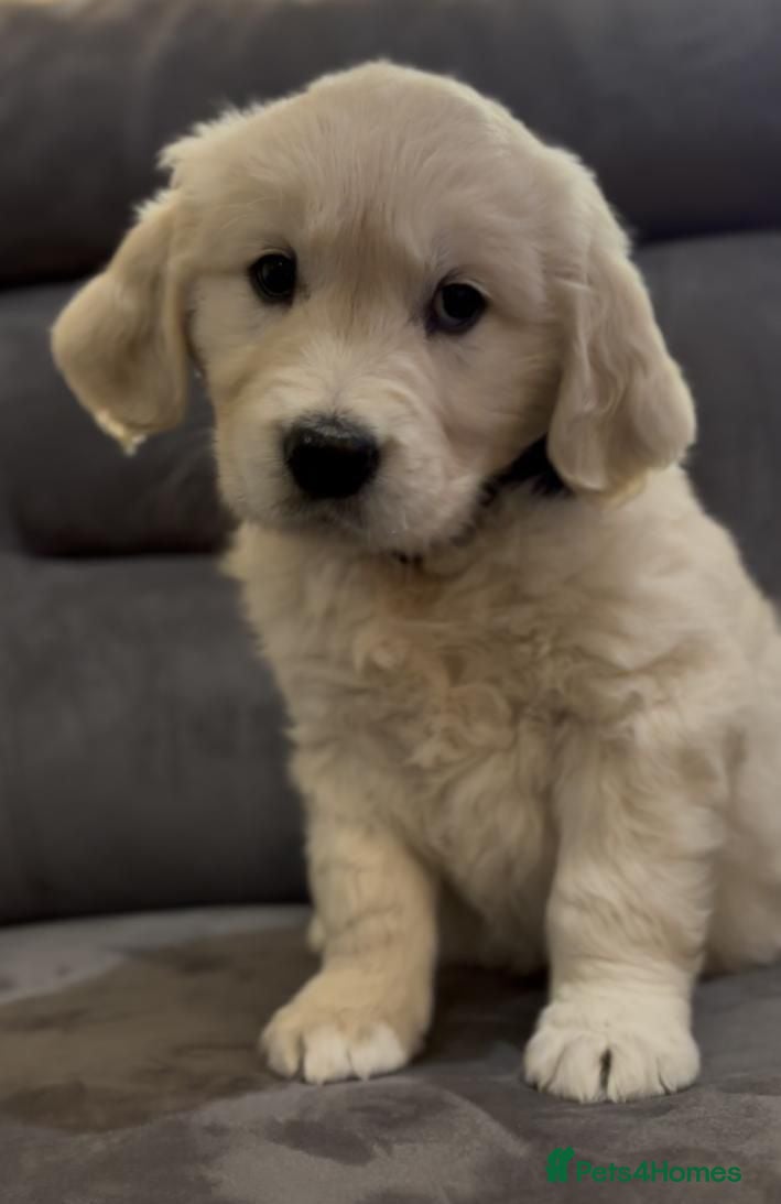 Golden Retriever dogs STUNNING ENGLISH CREAM GOLDEN RETRIEVER PUPPIES - Advert 1