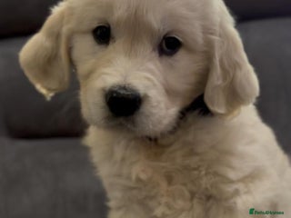 Golden Retriever dogs STUNNING ENGLISH CREAM GOLDEN RETRIEVER PUPPIES - Advert 1