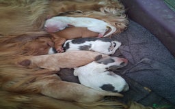Cockapoo dogs for sale: 5 beautiful cockapoo's - Image 35
