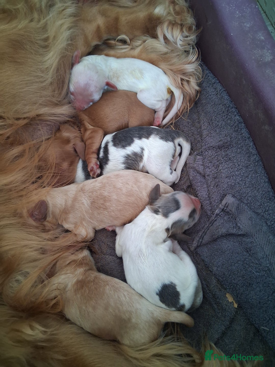 Cockapoo dogs for sale: 5 beautiful cockapoo's - Image 35