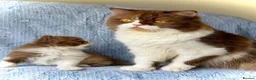 British Shorthair cats for sale: Beautiful pedigree kittens TICA registered  - Advert 1